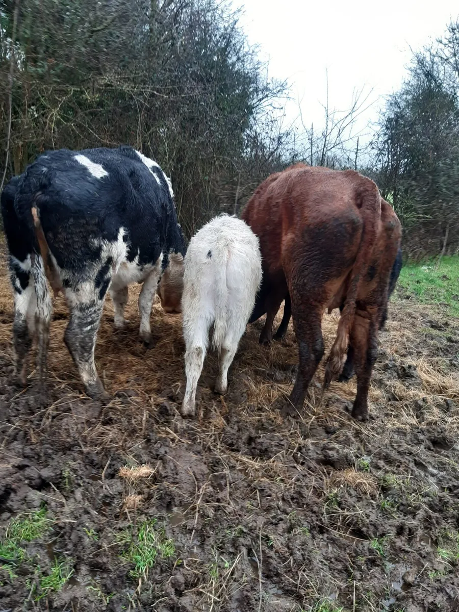 2 First Calf Heifers - Image 1
