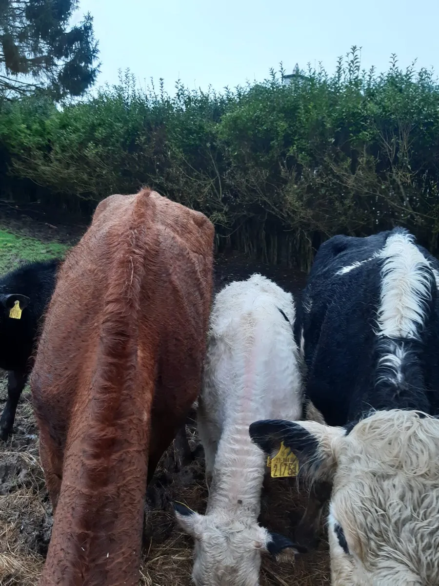2 First Calf Heifers - Image 2
