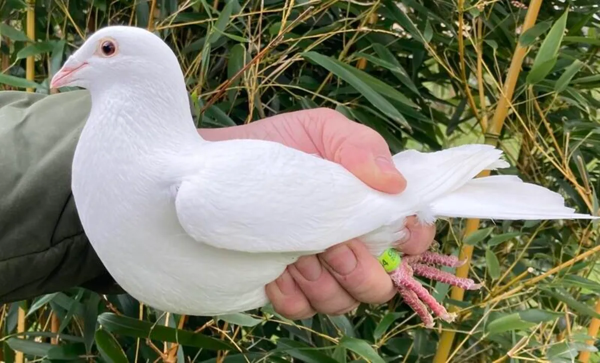 ***WANTED *** white Logan pigeons