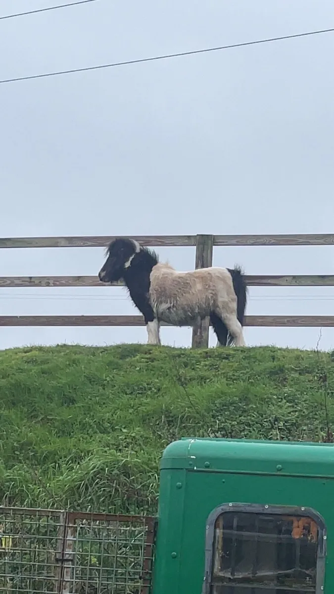 7 year old Shetland mare - Image 1