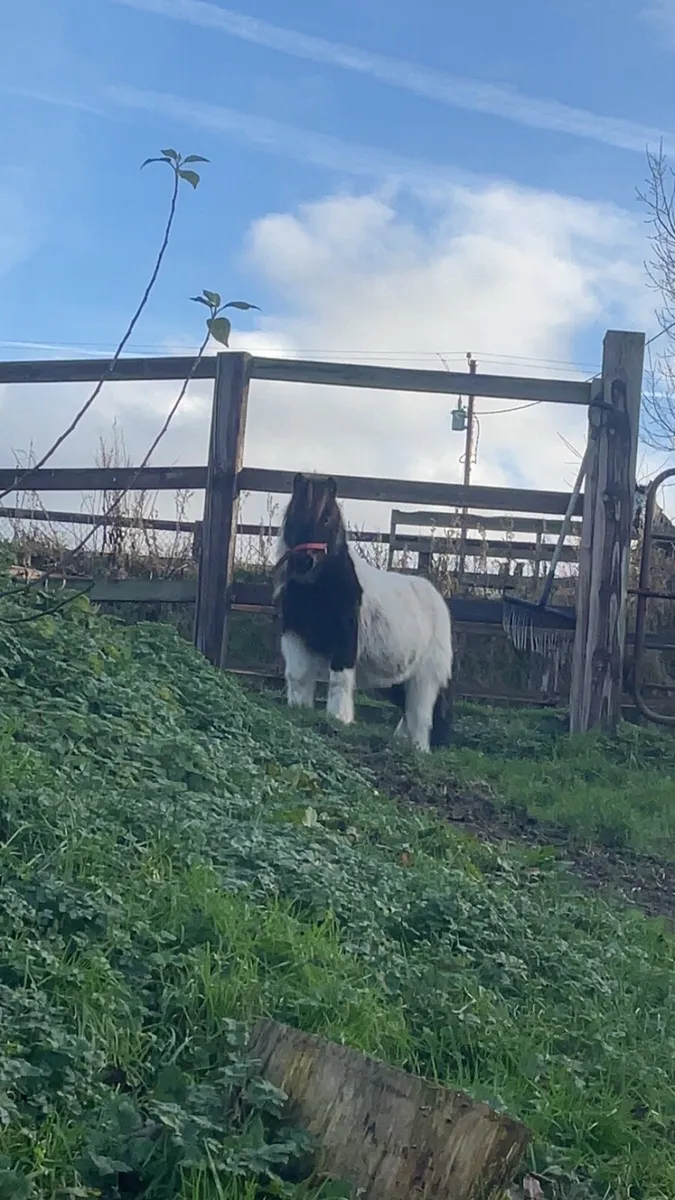 7 year old Shetland mare - Image 2