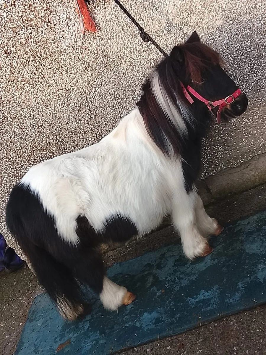 7 year old Shetland mare - Image 3