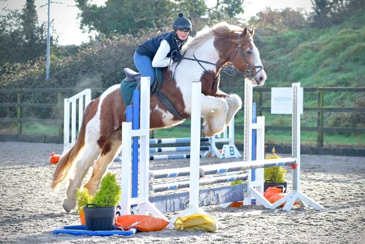 16.1 hand skewbald draft x  cob , whisky , 8yo - Image 1