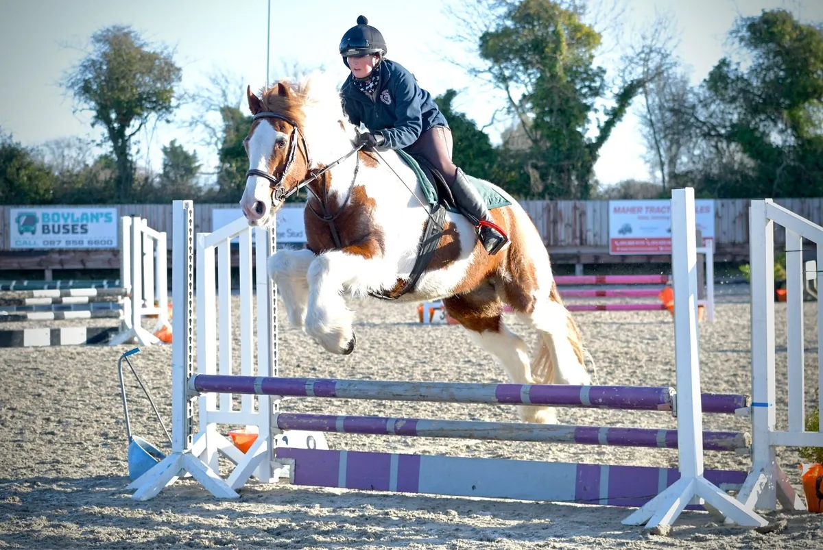 16.1 hand skewbald draft x  cob , whisky , 8yo - Image 3