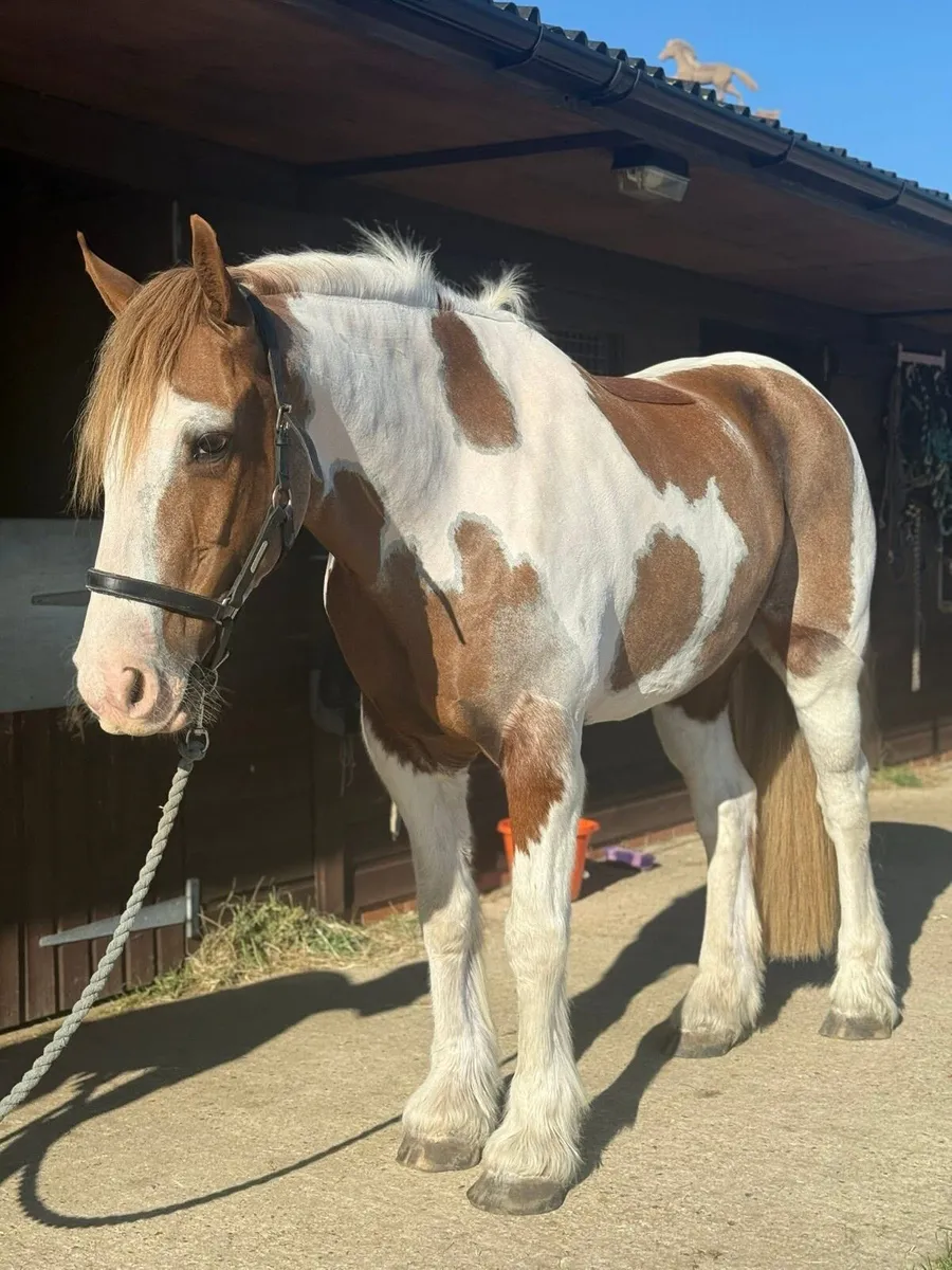 16.1 hand skewbald draft x  cob , whisky , 8yo - Image 4