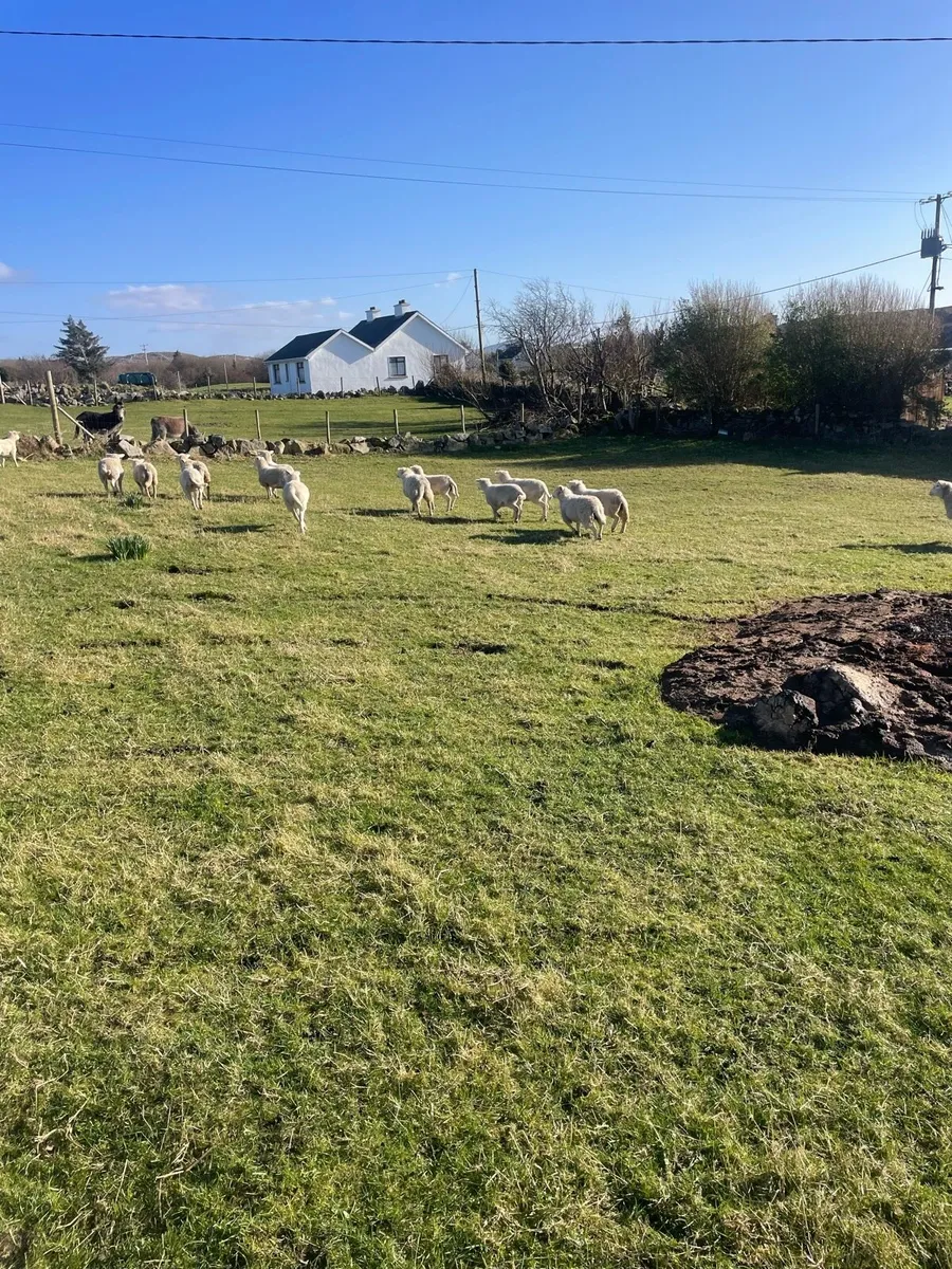 Easycare ewe lambs - Image 2