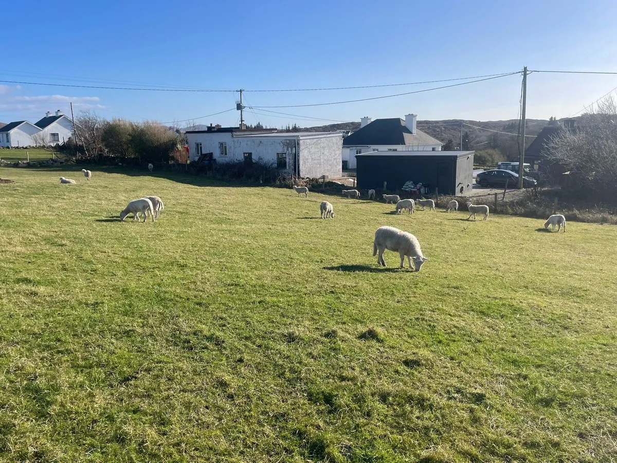 Easycare ewe lambs - Image 3