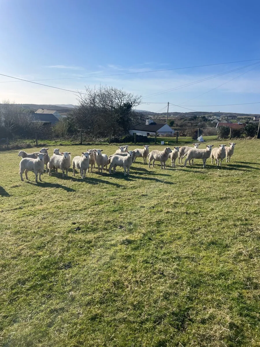 Easycare ewe lambs - Image 1