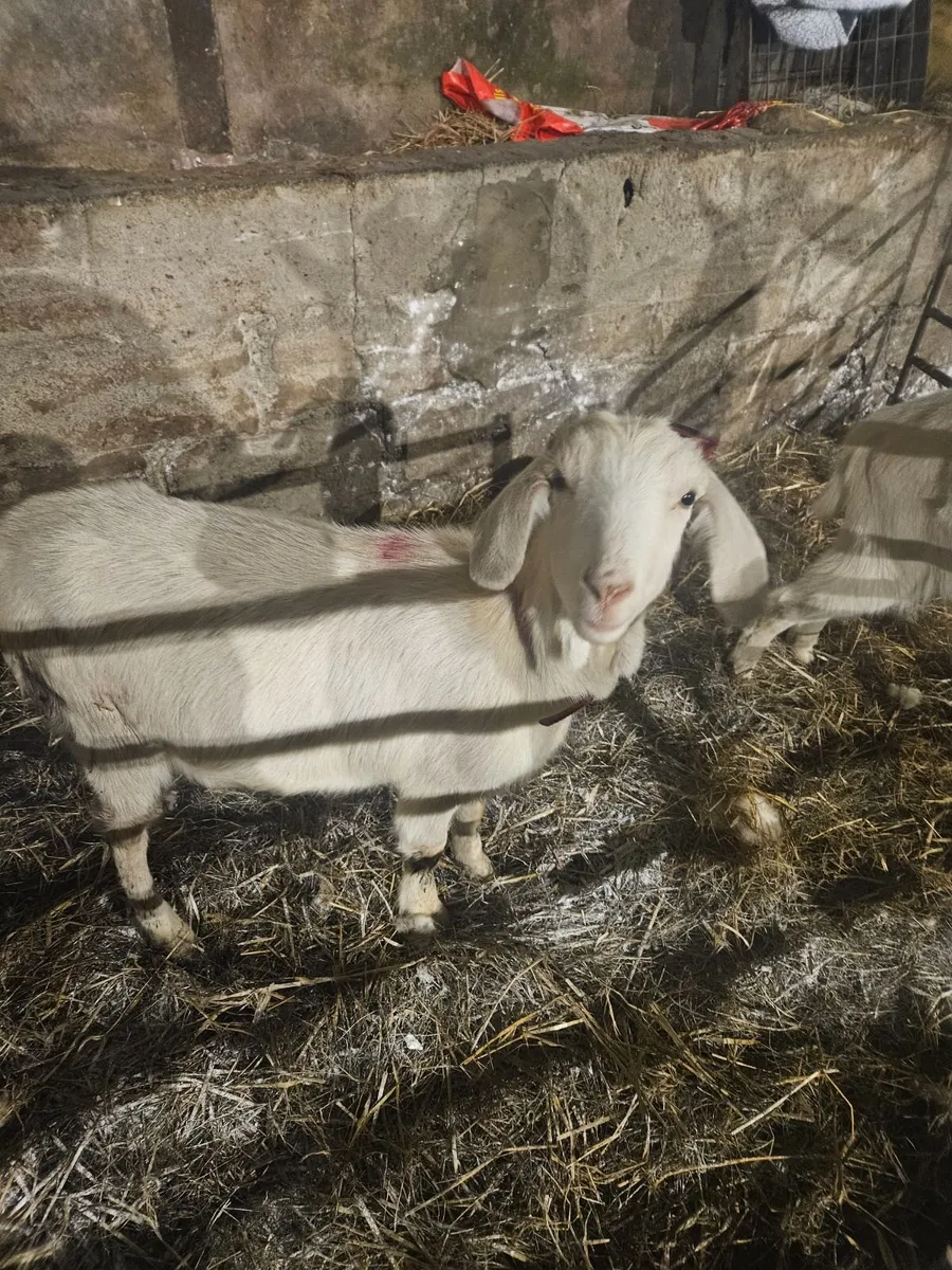 2x young female goats - Image 1