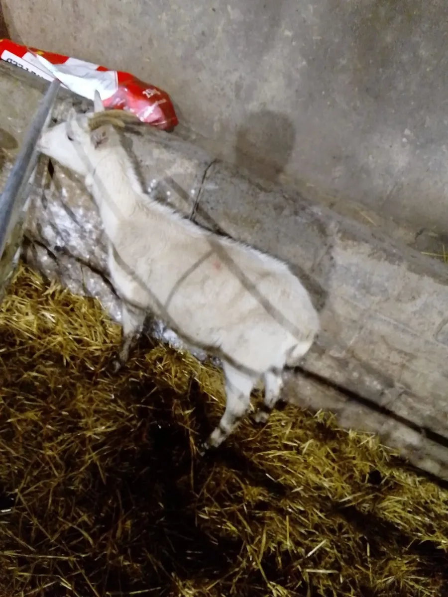 2x young female goats - Image 2