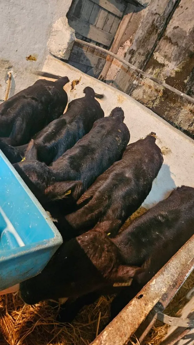 Angus, Limousin and Belgian blue calves - Image 2