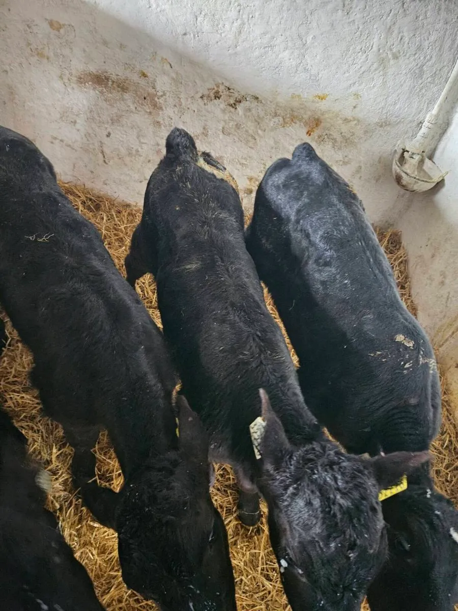 Angus, Limousin and Belgian blue calves - Image 3