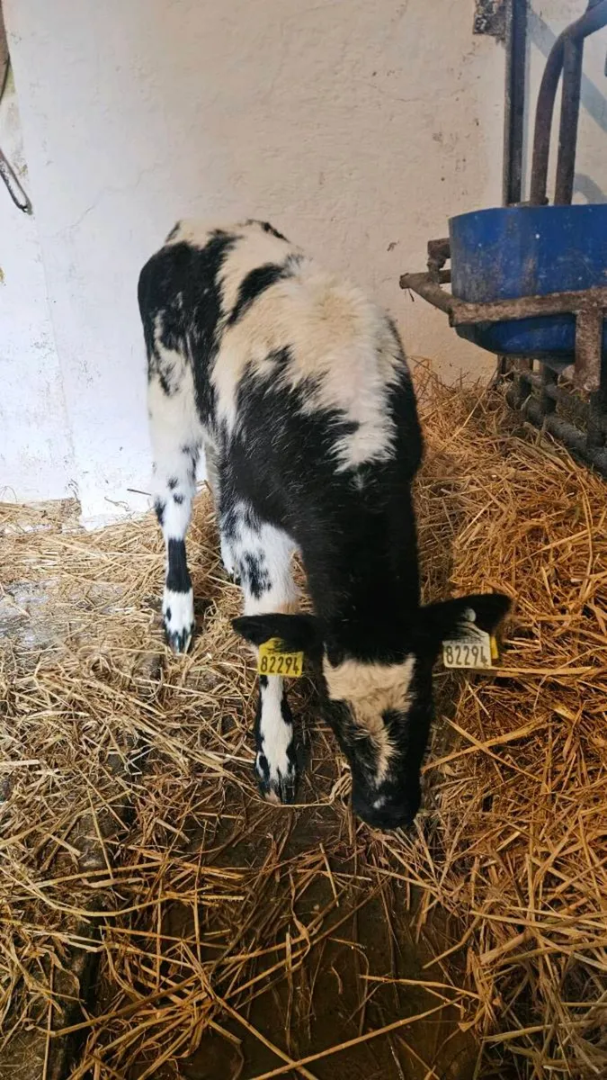 Angus, Limousin and Belgian blue calves - Image 1