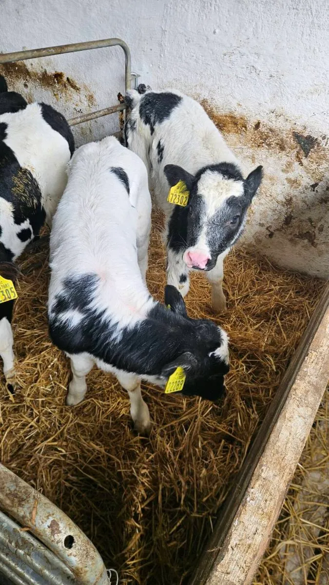 Angus, Limousin and Belgian blue calves - Image 3