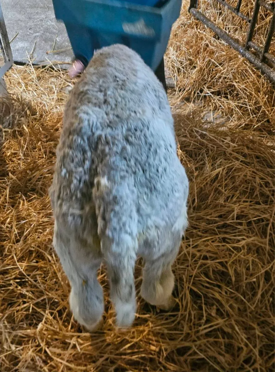Angus, Limousin and Belgian blue calves - Image 4
