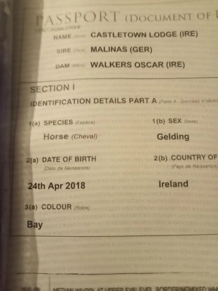 TB Gelding Castletown lodge - Image 2