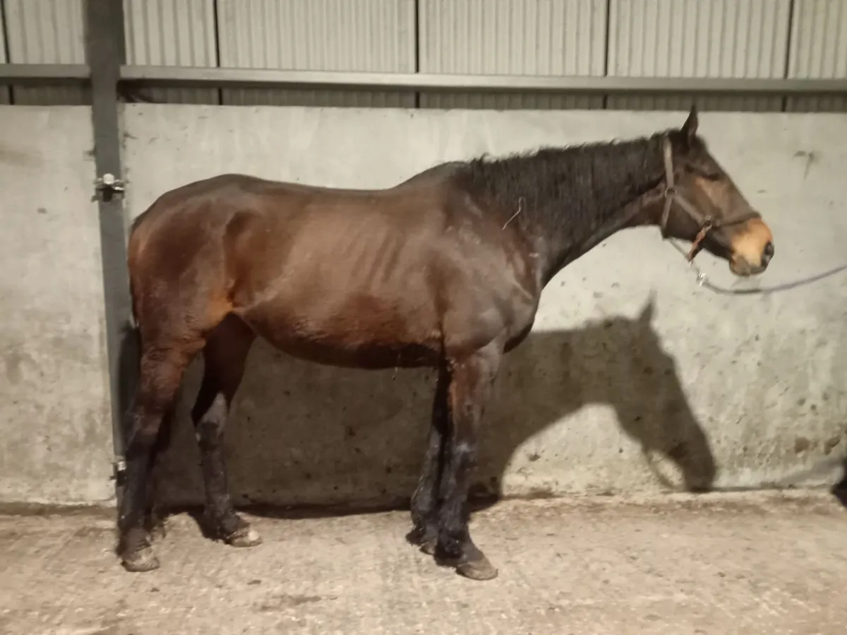 TB Gelding Castletown lodge - Image 1