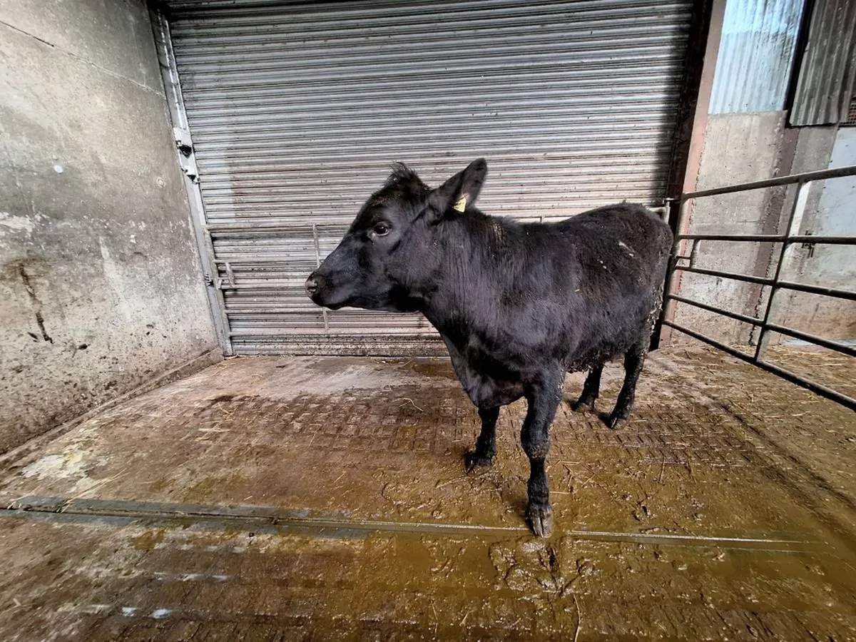 Macroom mart tomorrow 07/03 - Image 2