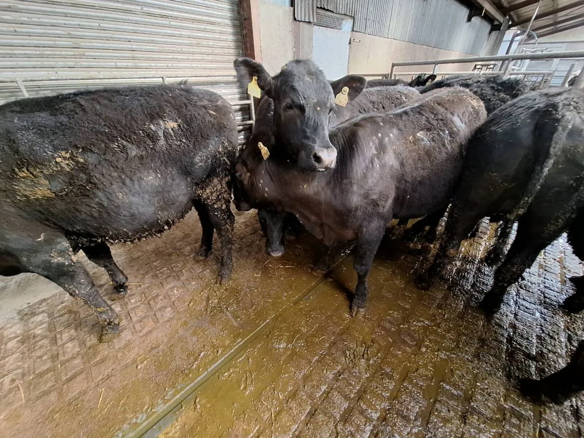 Macroom mart tomorrow 07/03 - Image 1