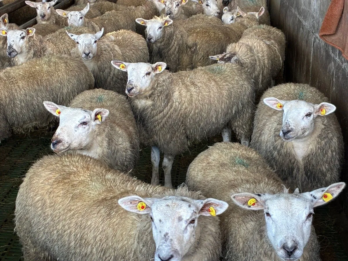 Texel X Ewe Hoggets - Image 1