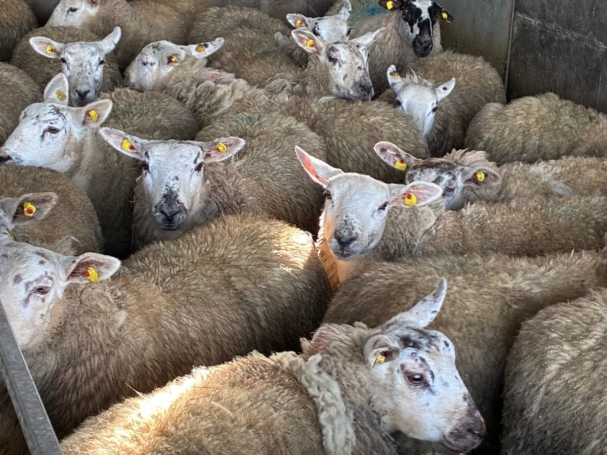 Texel X Ewe Hoggets - Image 2