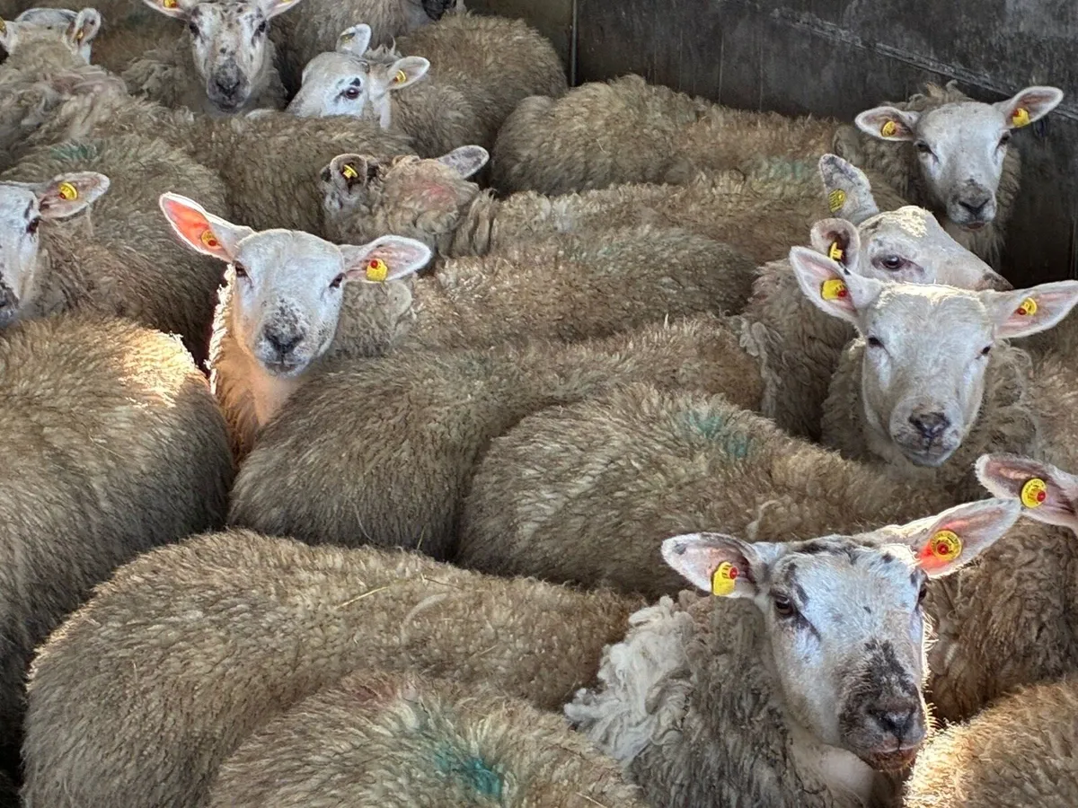 Texel X Ewe Hoggets - Image 3