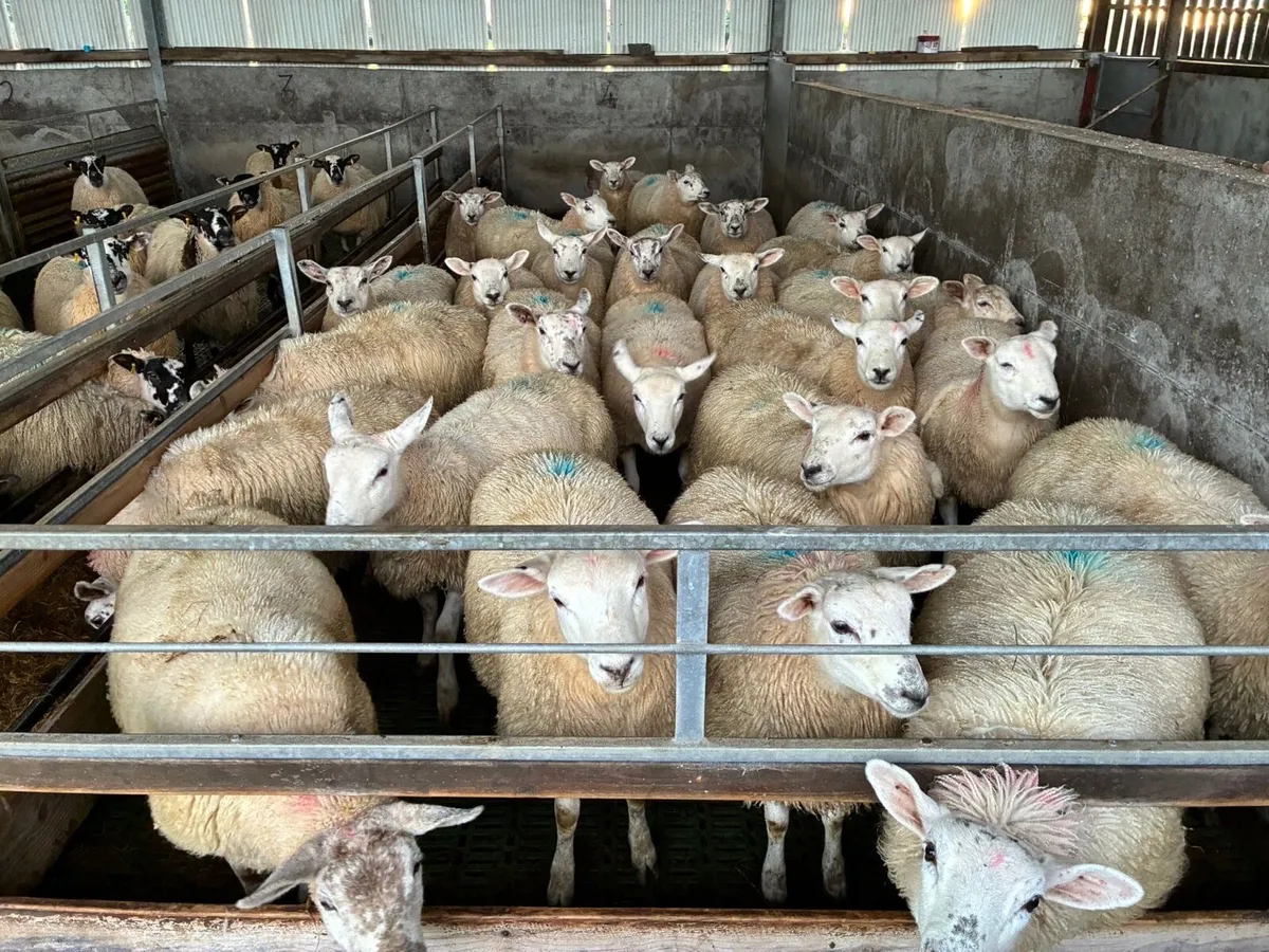 Texel X Ewe Hoggets - Image 4