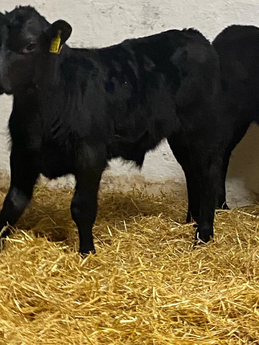 4 SERIOUS QUALITY CANADIAN ANGUS BULL CALVES - Image 1