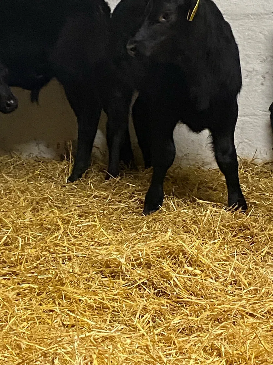 4 SERIOUS QUALITY CANADIAN ANGUS BULL CALVES - Image 2