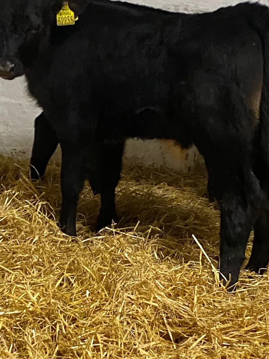 4 SERIOUS QUALITY CANADIAN ANGUS BULL CALVES - Image 3