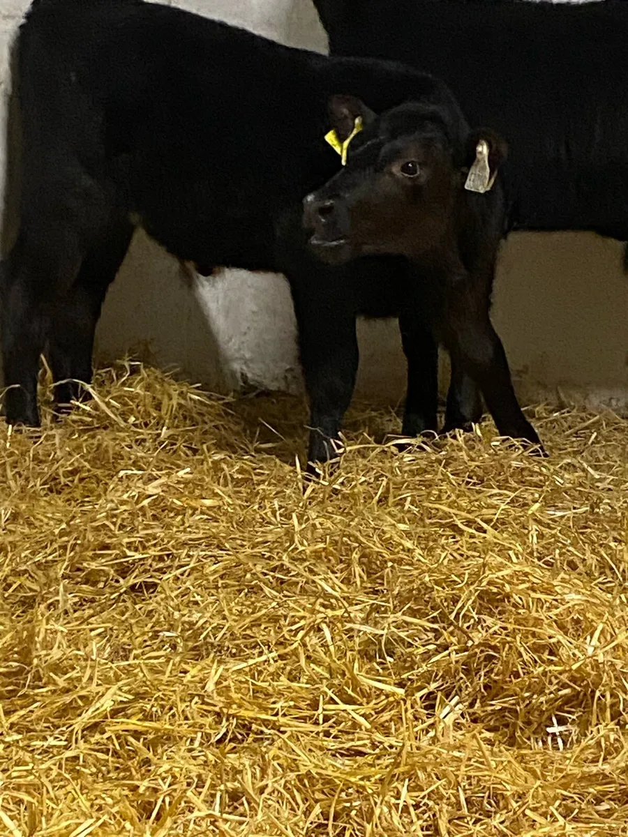4 SERIOUS QUALITY CANADIAN ANGUS BULL CALVES - Image 4