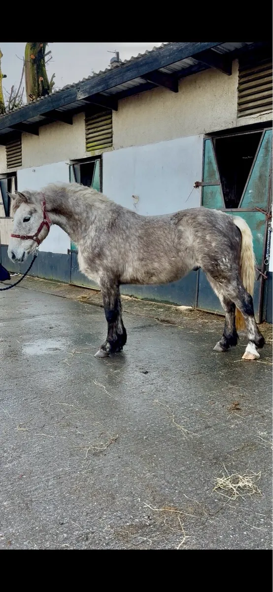 3 year old registered Connemara gelding - Image 1