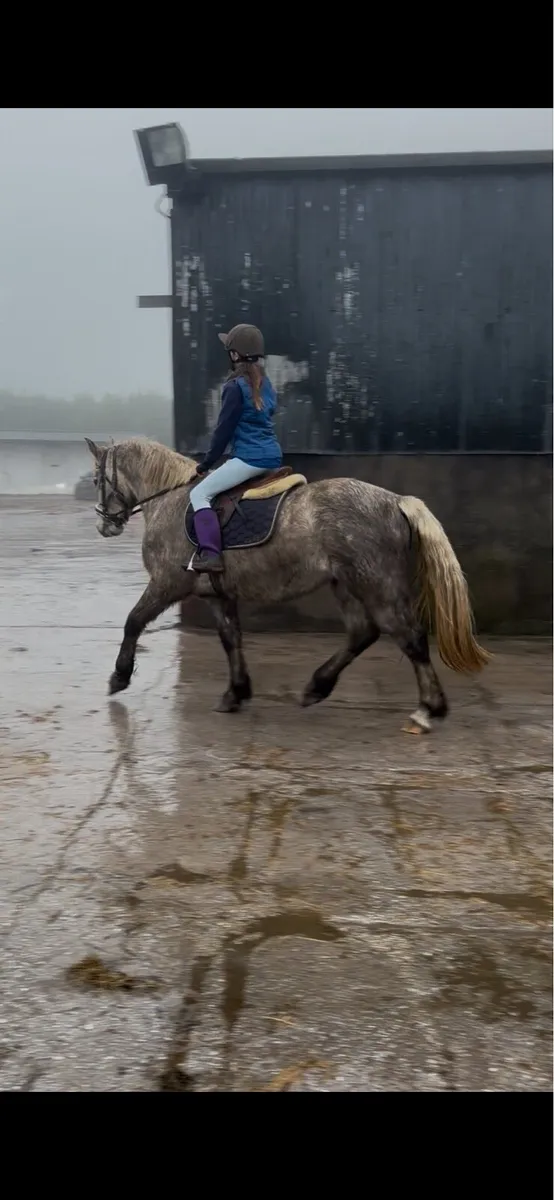 3 year old registered Connemara gelding - Image 2