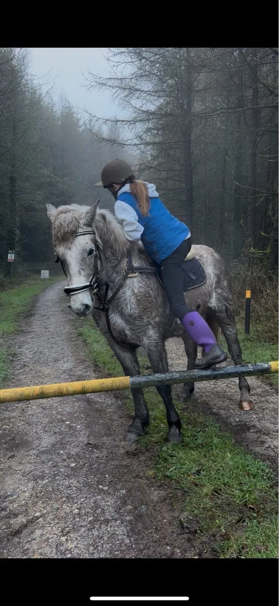 3 year old registered Connemara gelding - Image 3