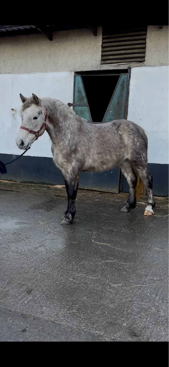 3 year old registered Connemara gelding - Image 4