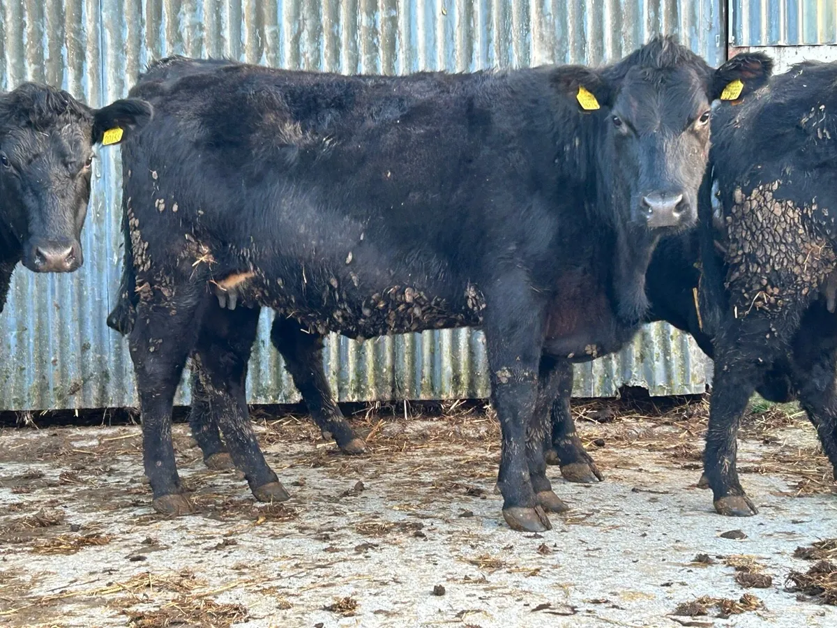 3 incalf purebred registered Angus heifers 5 star - Image 1