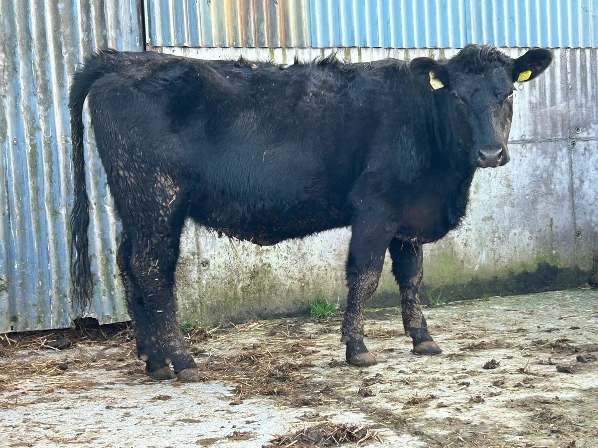 3 incalf purebred registered Angus heifers 5 star - Image 4