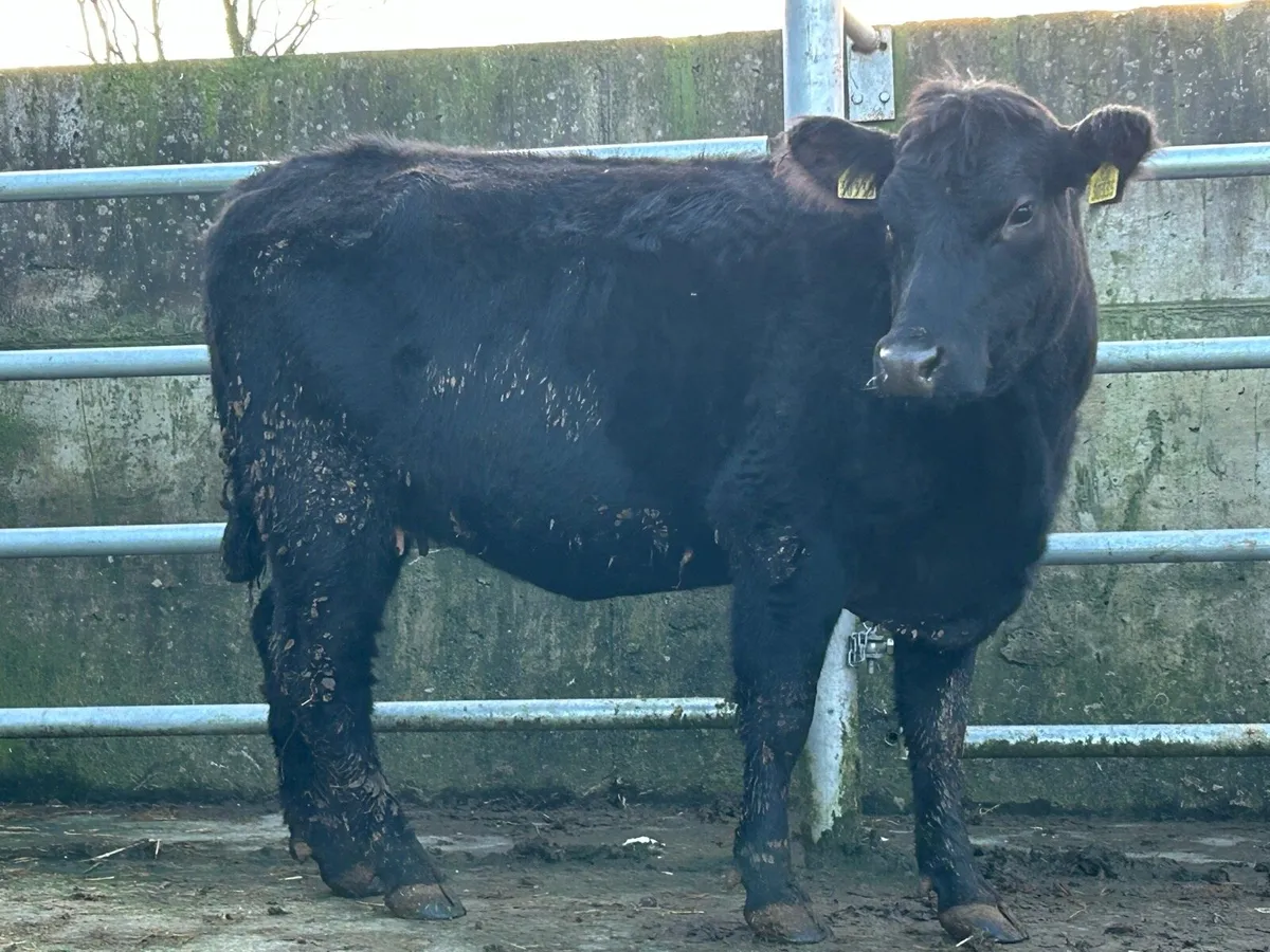 3 incalf purebred registered Angus heifers 5 star - Image 3