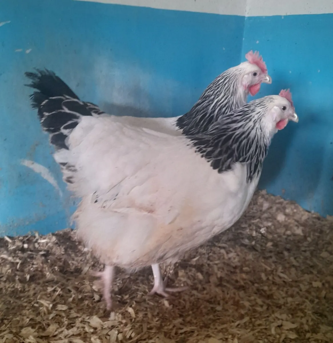 Poultry - Image 1