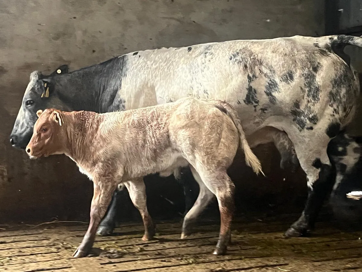 Beef cattle - Image 2