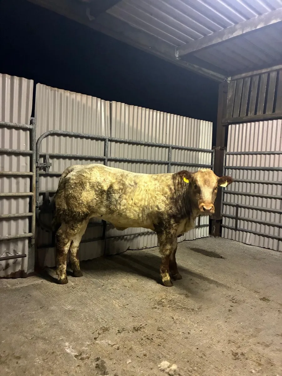 Beef cattle - Image 1