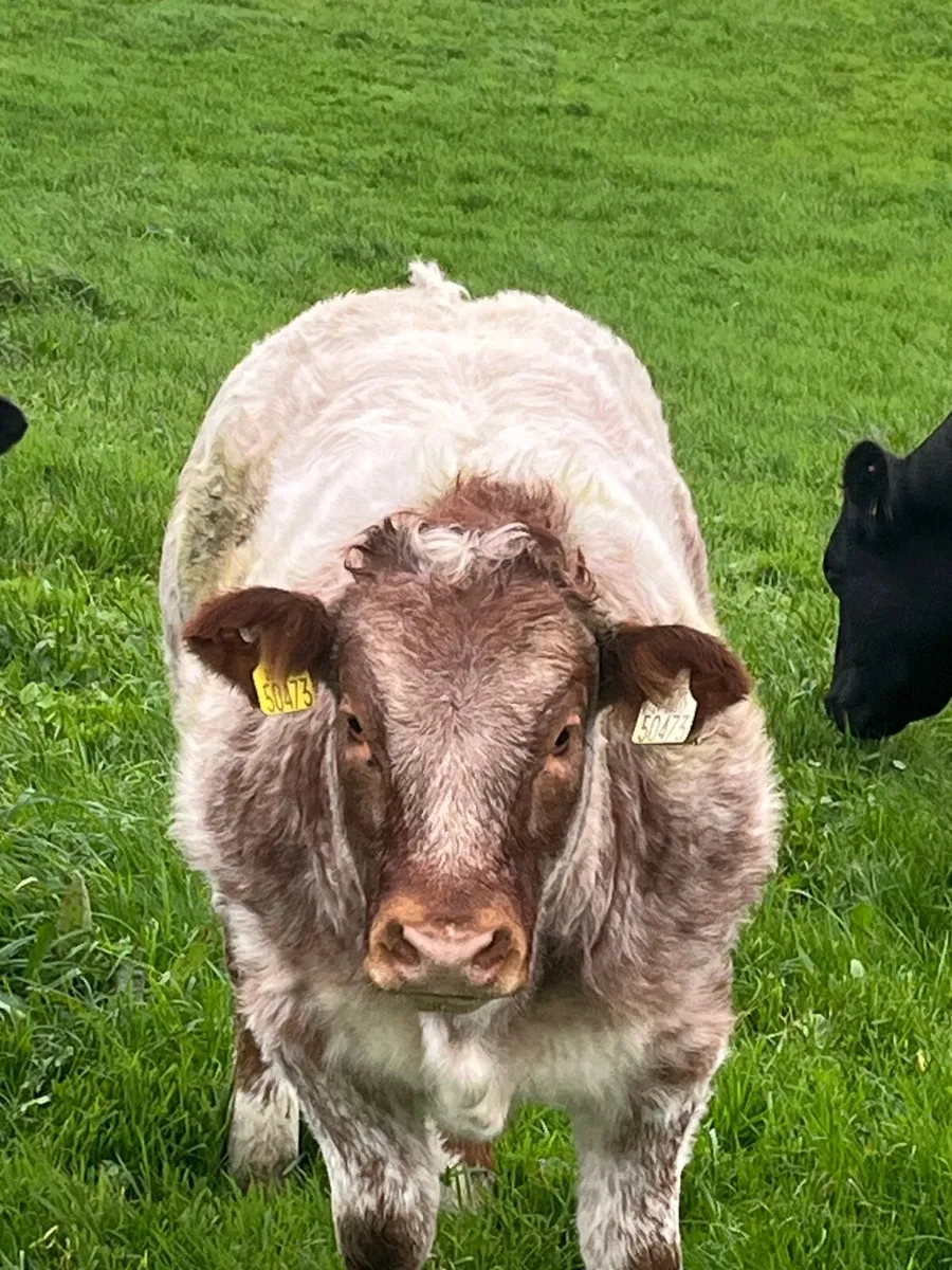 Beef cattle - Image 3