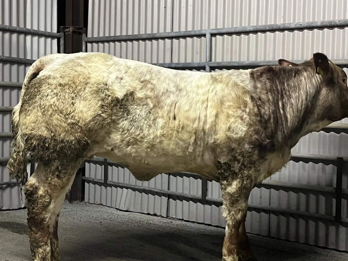 Beef cattle - Image 4