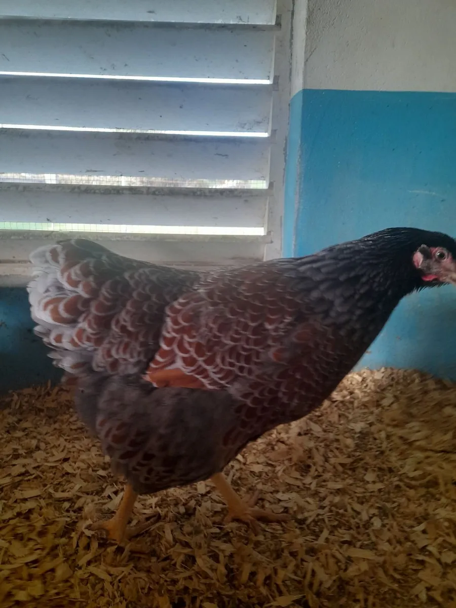 Poultry - Image 4