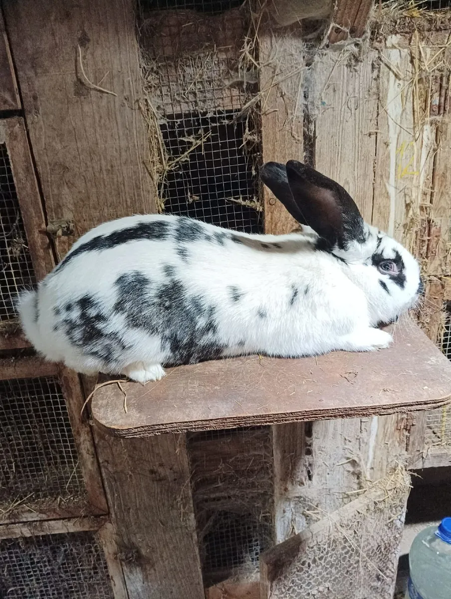 Flemish Giant Rabbits - Image 3