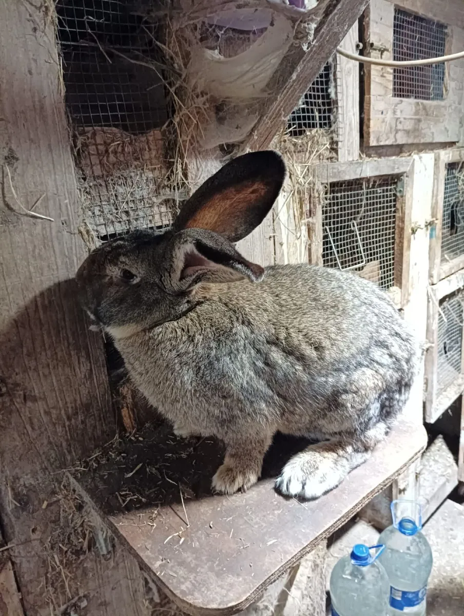 Flemish Giant Rabbits - Image 4