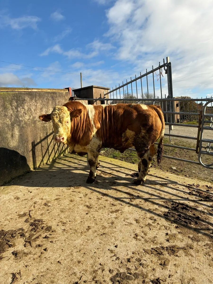 Cattle - Image 4