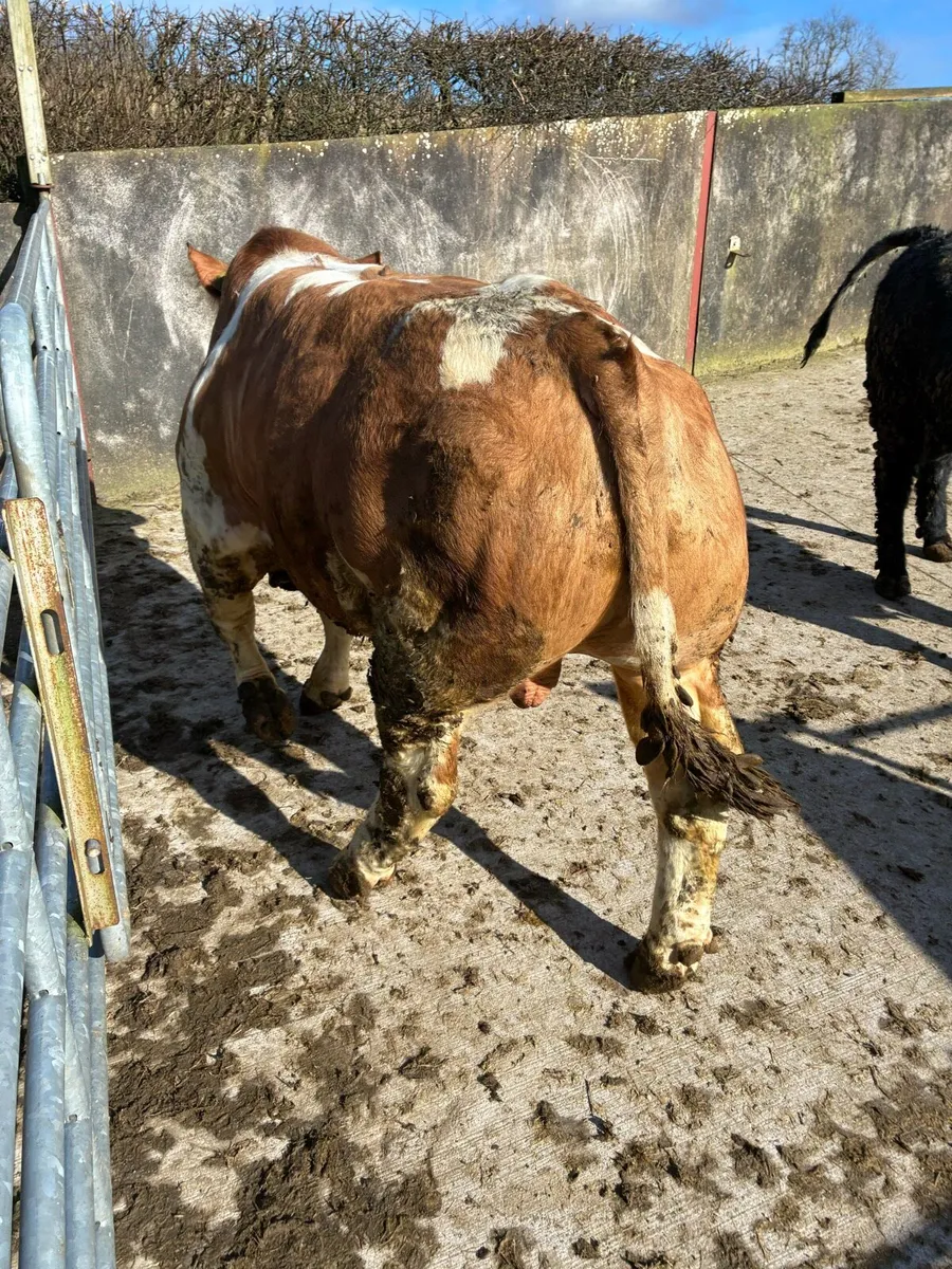 Cattle - Image 3