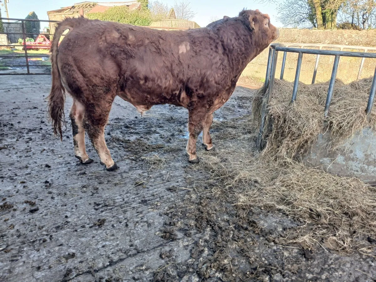 4 ⭐️PBR Bull - Image 1