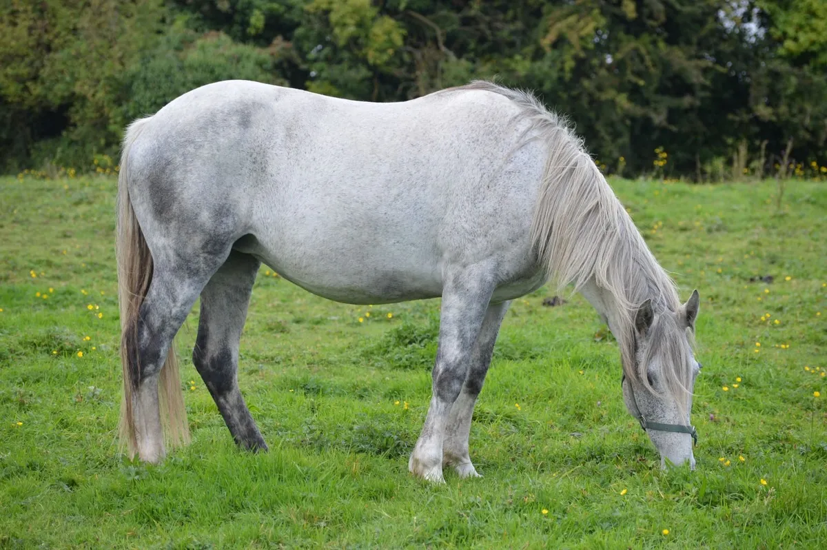 RID Mare Due in 4 Weeks To Heavy Cremello - Image 1